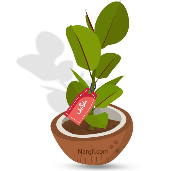  Nargil - Rubber bush